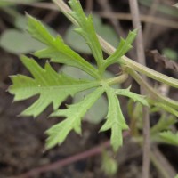 Ipomoea coptica (L.) Roth ex Roem. & Schult.